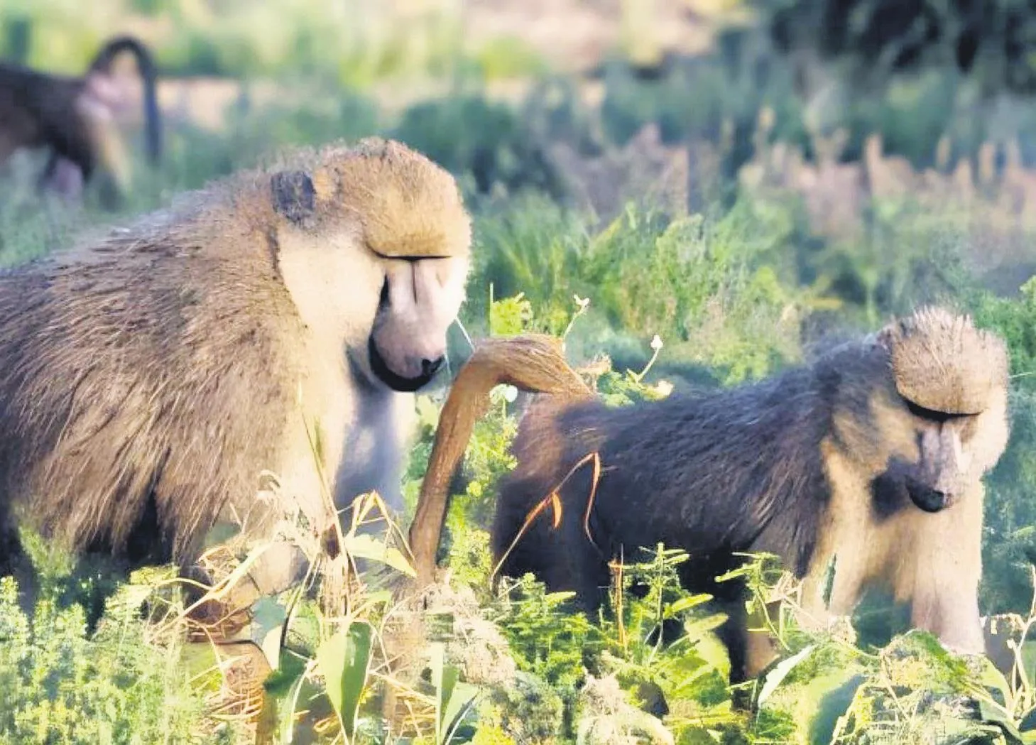 Alfa erkek olmak ömrü kısaltıyor